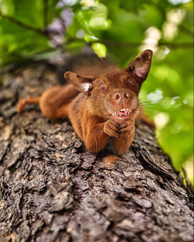 15 Funny Animal Mashups That I Created With Photoshop 15 Funny Animal Mashups That I Created With Photoshop