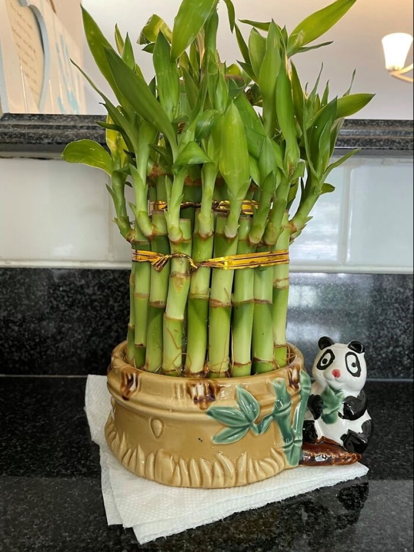 15 Items That Will Make Your Home The Luckiest One On The Block