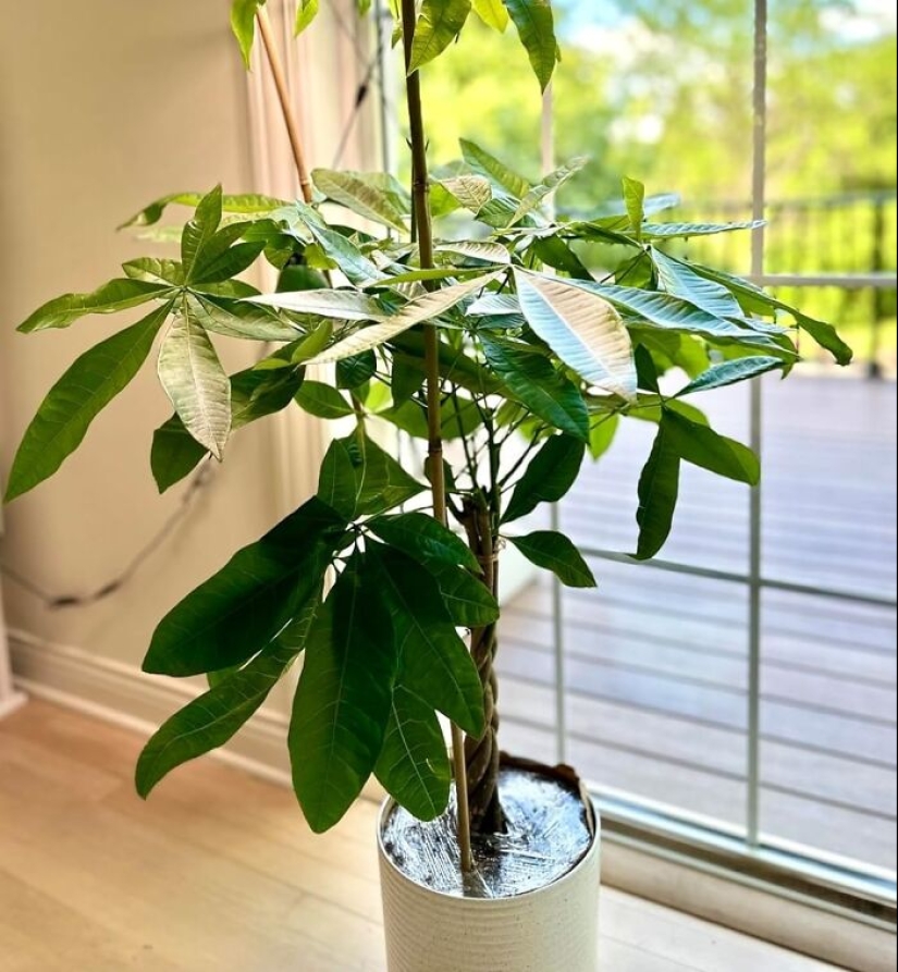 15 Items That Will Make Your Home The Luckiest One On The Block