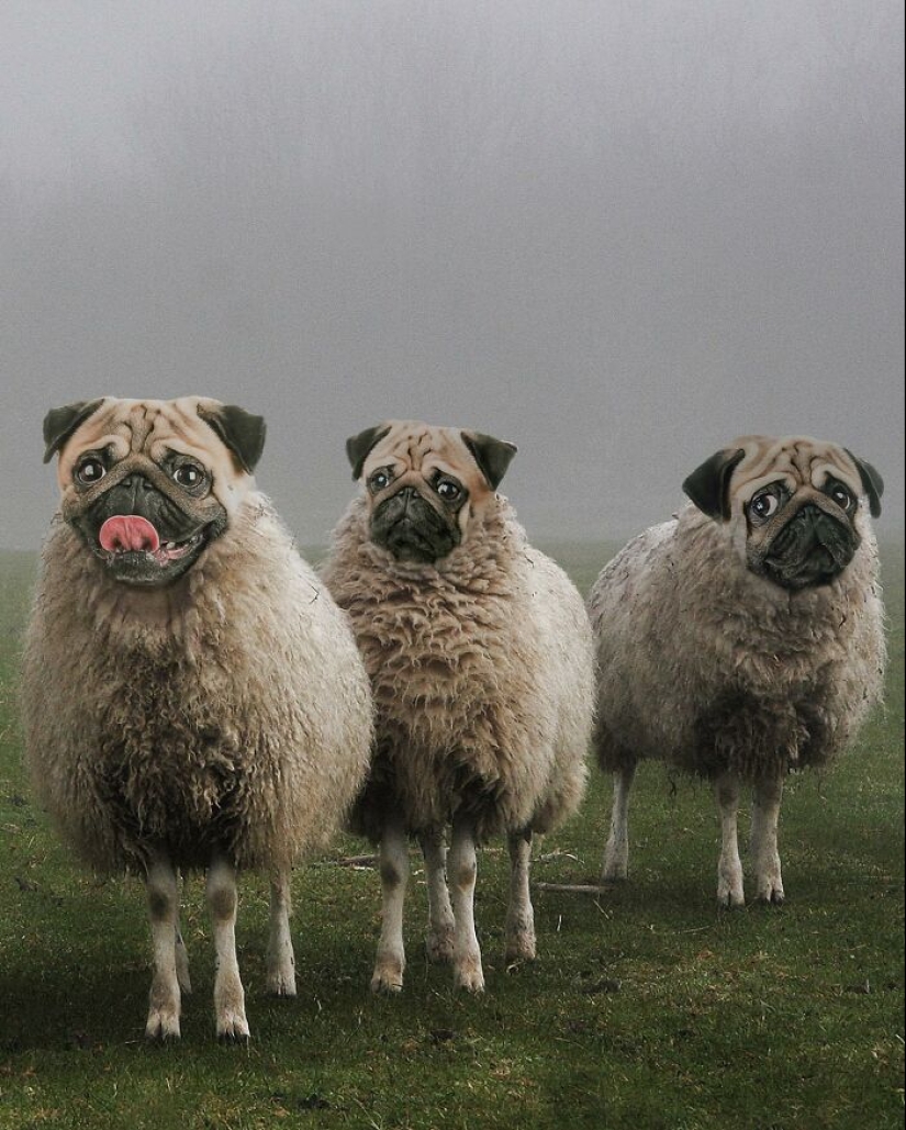 15 mezclas divertidas de animales que creé con Photoshop 15 mezclas divertidas de animales que creé con Photoshop