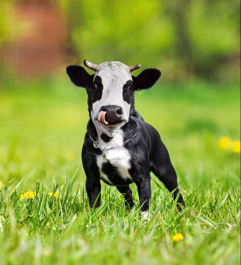 15 mezclas divertidas de animales que creé con Photoshop 15 mezclas divertidas de animales que creé con Photoshop