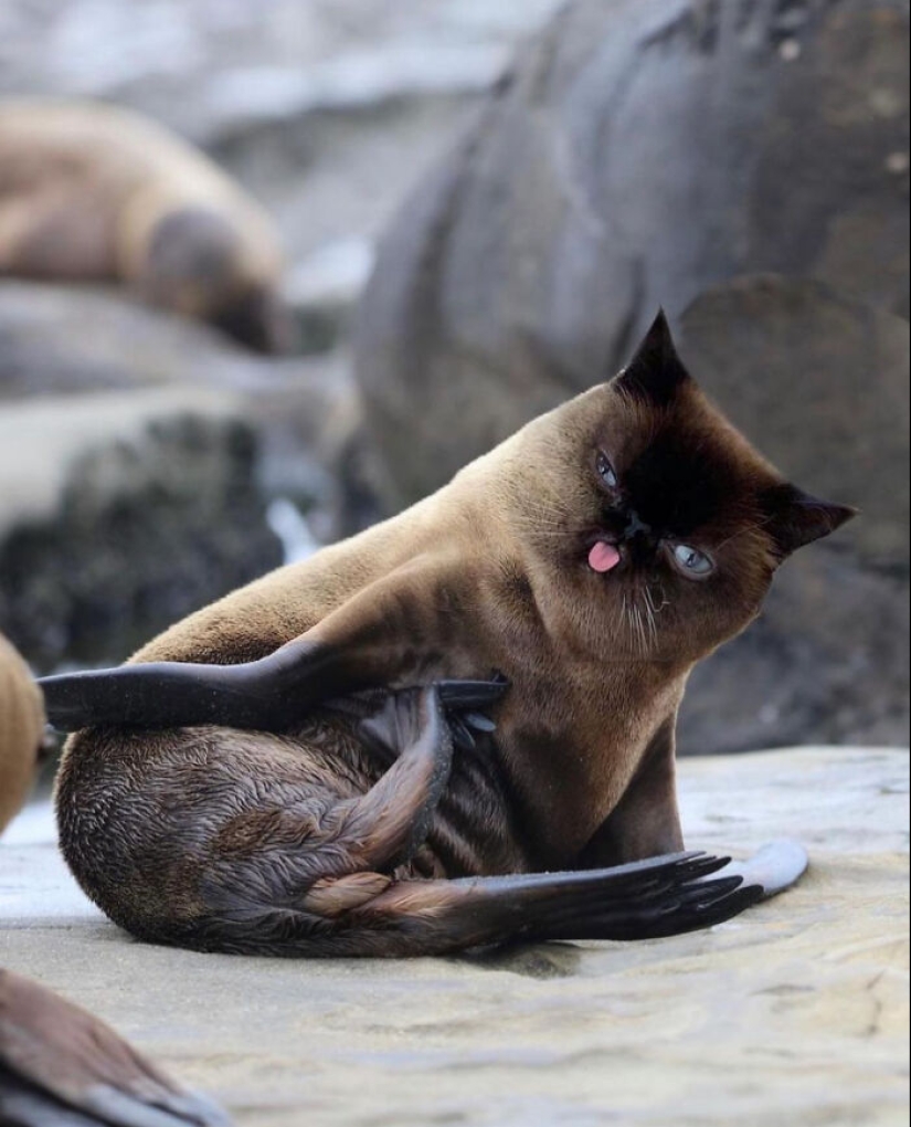 15 mezclas divertidas de animales que creé con Photoshop 15 mezclas divertidas de animales que creé con Photoshop