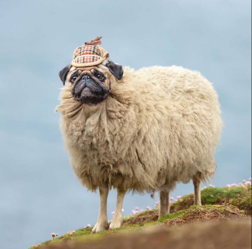 15 mezclas divertidas de animales que creé con Photoshop 15 mezclas divertidas de animales que creé con Photoshop