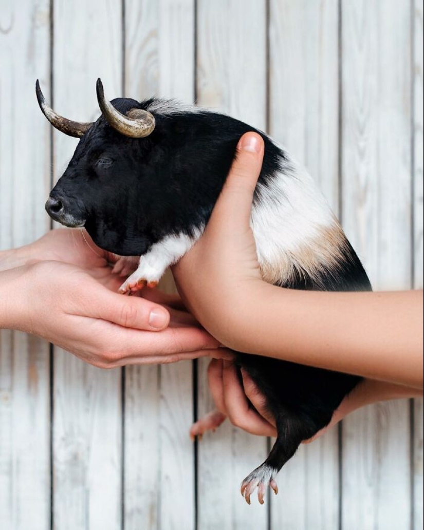 15 mezclas divertidas de animales que creé con Photoshop 15 mezclas divertidas de animales que creé con Photoshop