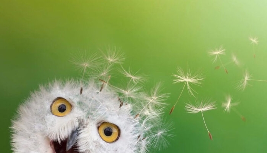 15 mezclas divertidas de animales que creé con Photoshop