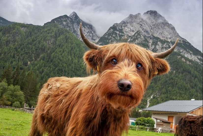 15 mezclas divertidas de animales que creé con Photoshop 15 mezclas divertidas de animales que creé con Photoshop