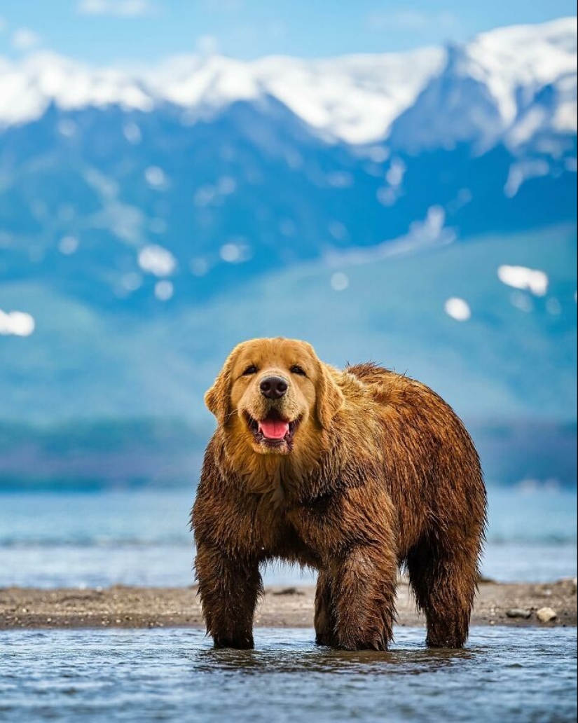 15 mezclas divertidas de animales que creé con Photoshop 15 mezclas divertidas de animales que creé con Photoshop