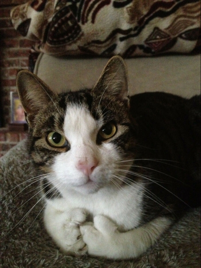 15 Of The Wildest And Cutest Genetic Mutations Ever Spotted In Pets 15 Of The Wildest And Cutest Genetic Mutations Ever Spotted In Pets