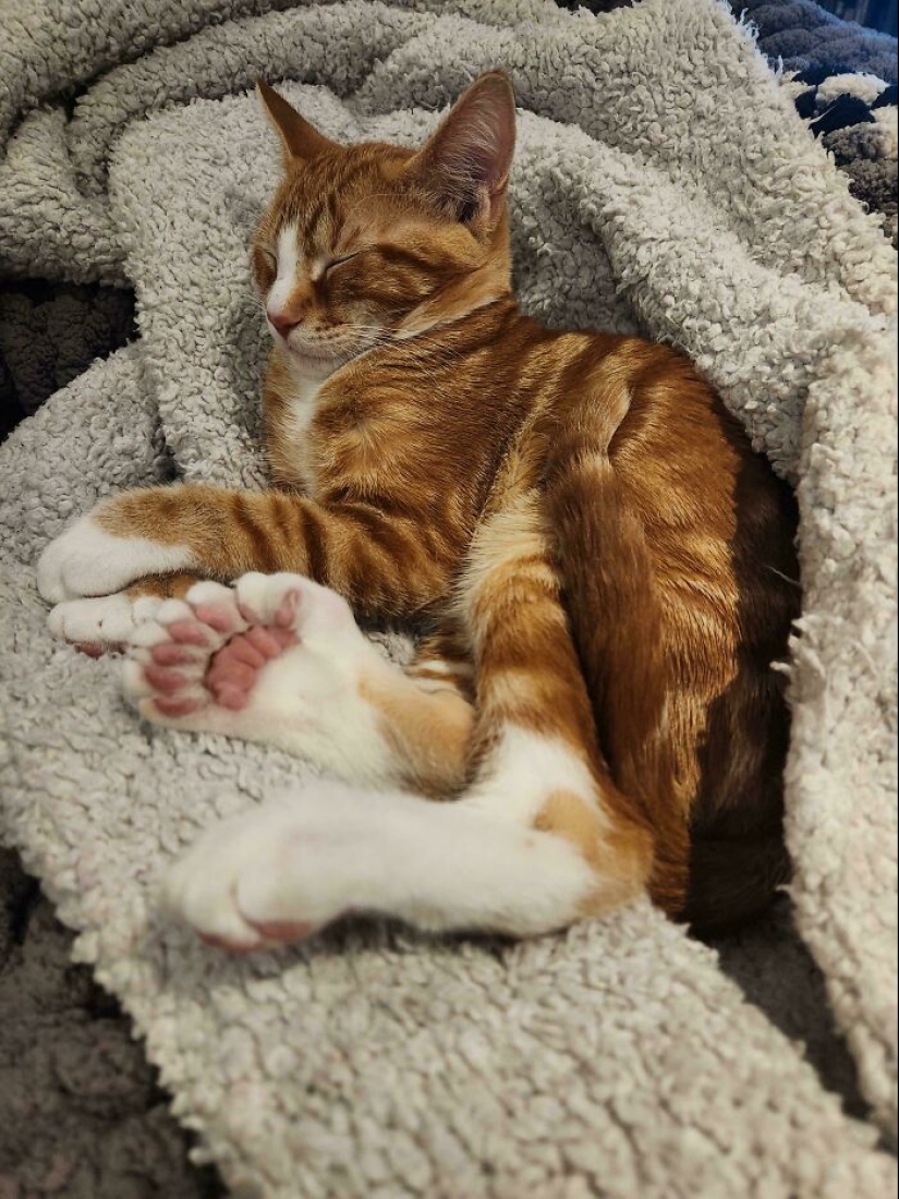 15 Of The Wildest And Cutest Genetic Mutations Ever Spotted In Pets 15 Of The Wildest And Cutest Genetic Mutations Ever Spotted In Pets