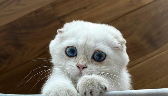 16 Pictures Of Scottish Folds That Are Cuteness Overload 16 Pictures Of Scottish Folds That Are Cuteness Overload