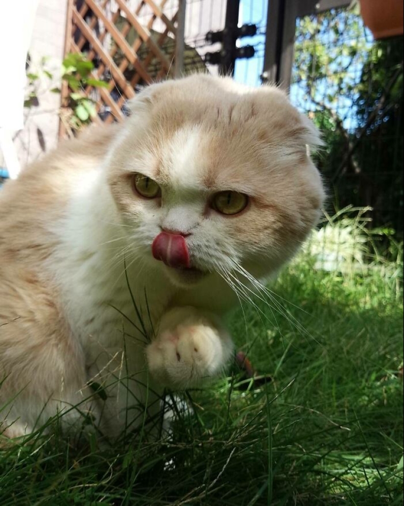 16 Pictures Of Scottish Folds That Are Cuteness Overload