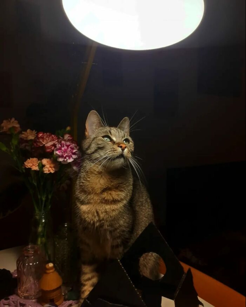 16 Times People Took Pictures Of Their Cats, Only To Realize It Was ‘Accidental Renaissance’
