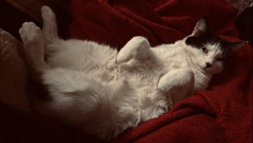 16 Times People Took Pictures Of Their Cats, Only To Realize It Was ‘Accidental Renaissance’