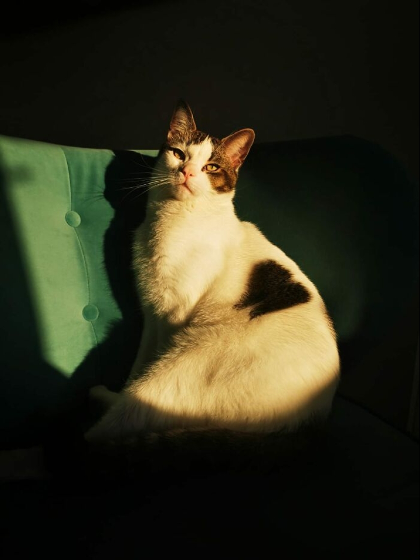 16 Times People Took Pictures Of Their Cats, Only To Realize It Was ‘Accidental Renaissance’