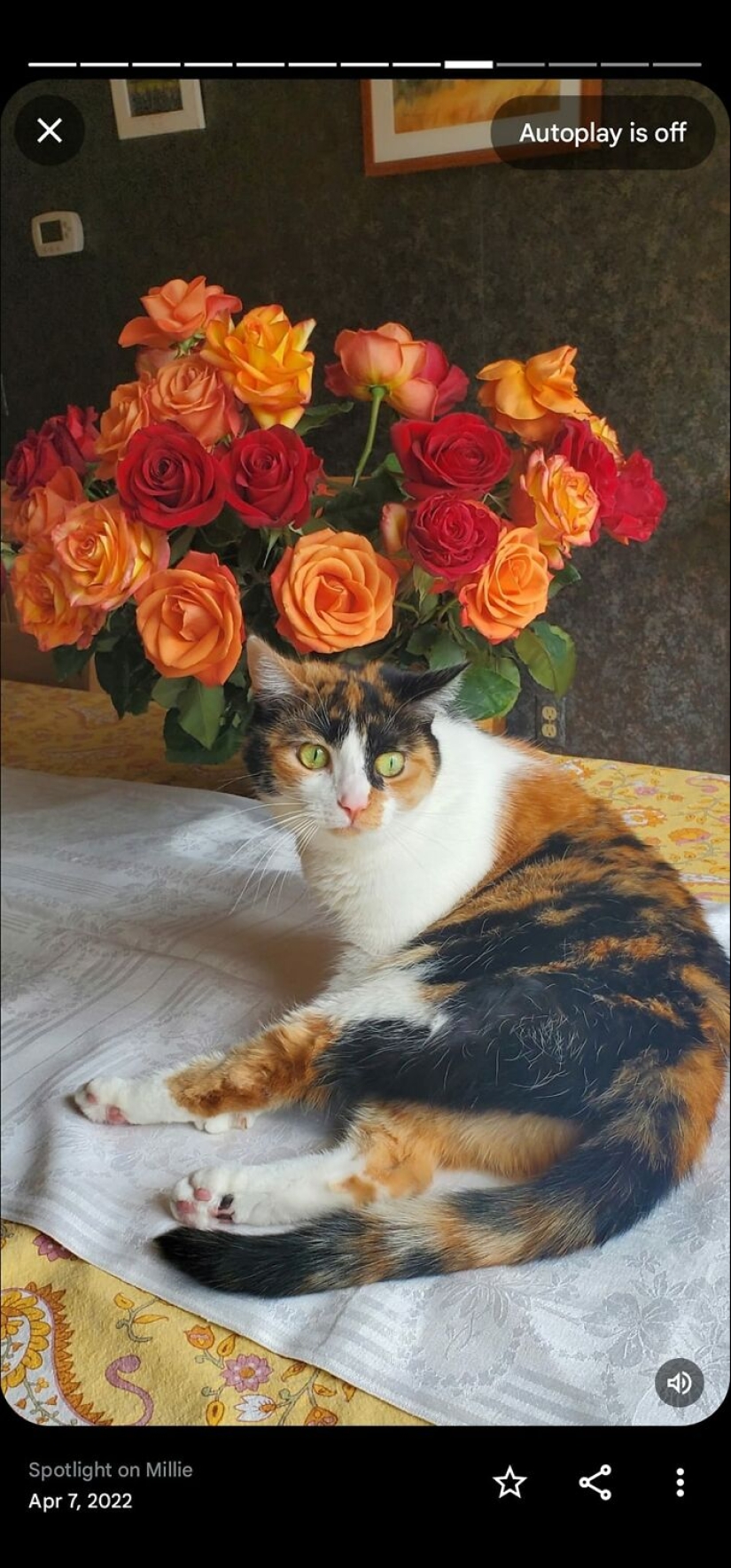 16 Times People Took Pictures Of Their Cats, Only To Realize It Was ‘Accidental Renaissance’