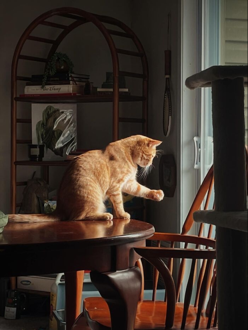 16 veces que la gente tomó fotografías de sus gatos, solo para darse cuenta de que era un 'renacimiento accidental' 16 veces que la gente tomó fotografías de sus gatos, solo para darse cuenta de que era un 'renacimiento accidental'