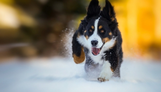 17 damn cute gifs with dogs who love snow very much