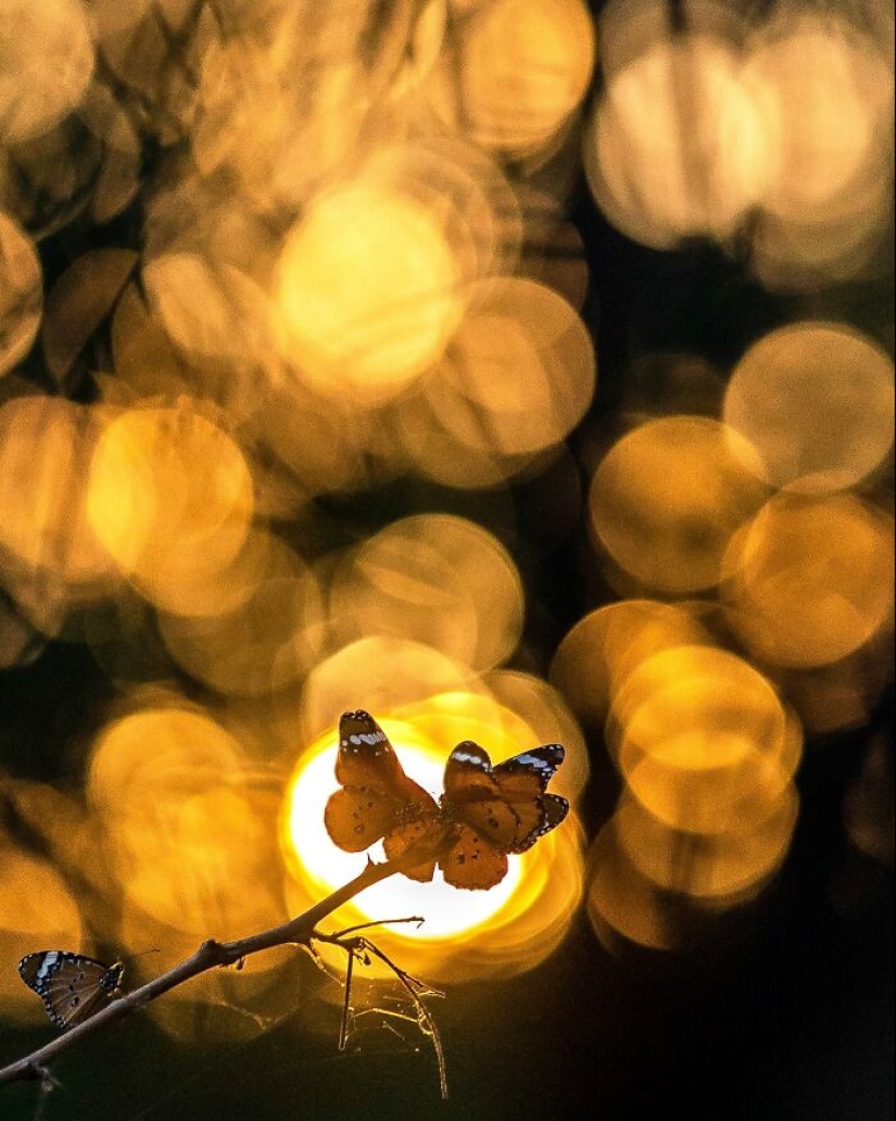 17 increíbles imágenes del fotógrafo de vida salvaje indio Varun Aditya 17 increíbles imágenes del fotógrafo de vida salvaje indio Varun Aditya