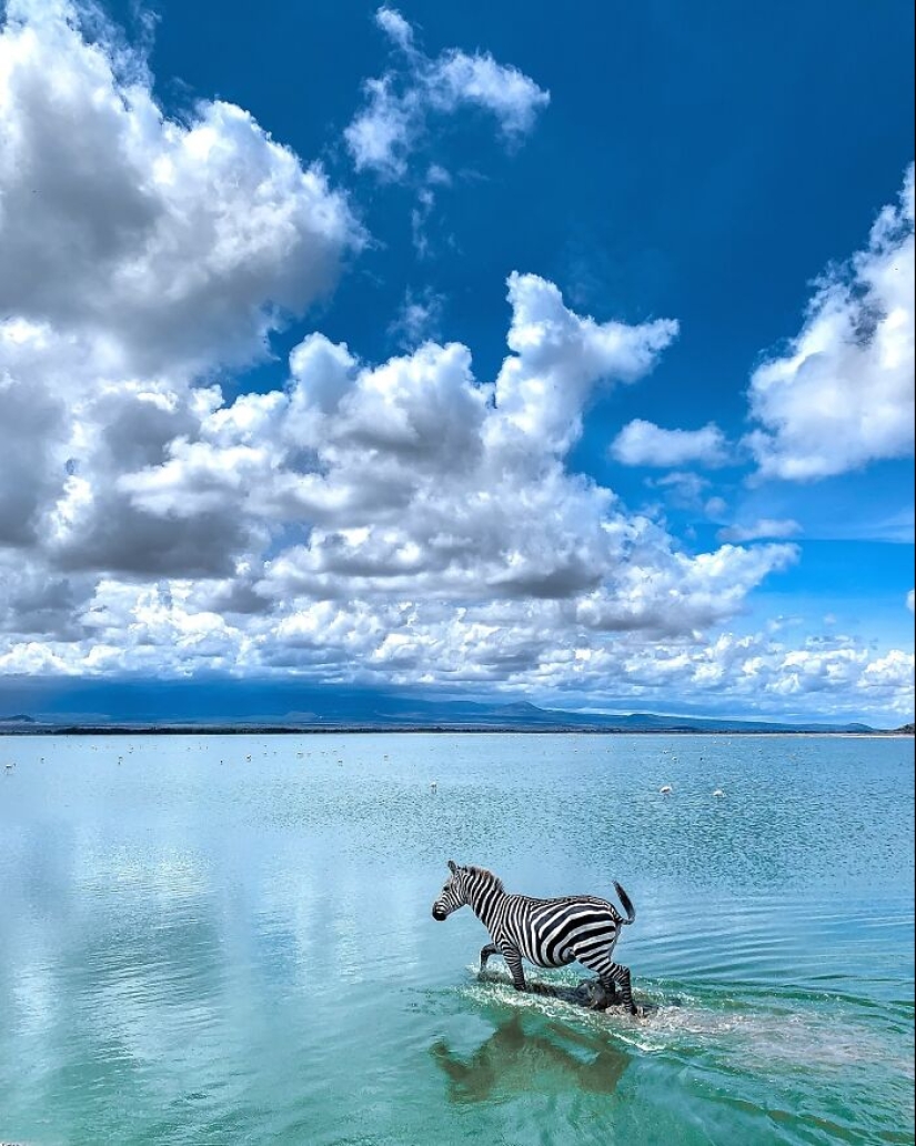 17 increíbles imágenes del fotógrafo de vida salvaje indio Varun Aditya 17 increíbles imágenes del fotógrafo de vida salvaje indio Varun Aditya