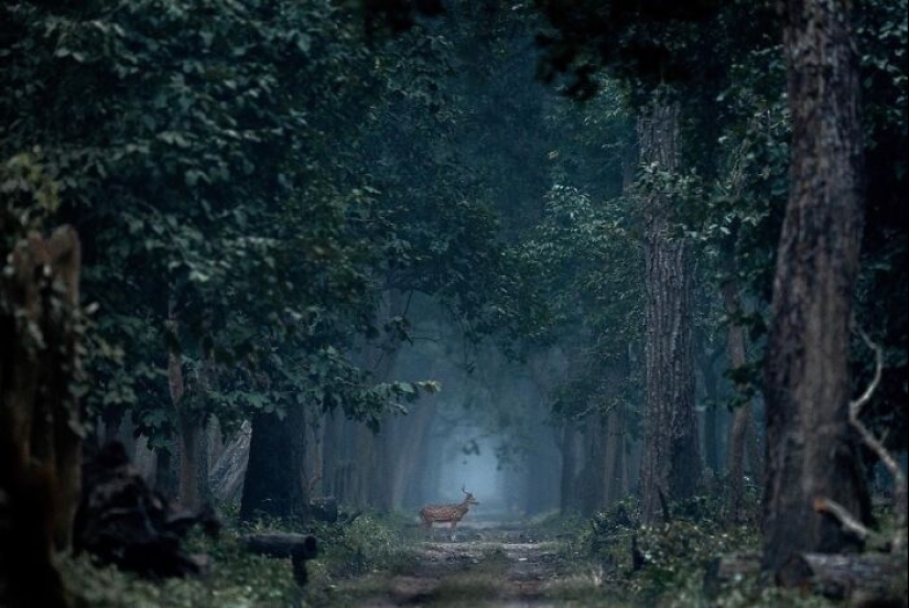 17 increíbles imágenes del fotógrafo de vida salvaje indio Varun Aditya 17 increíbles imágenes del fotógrafo de vida salvaje indio Varun Aditya