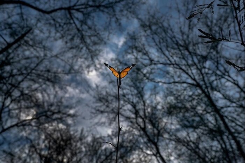 17 increíbles imágenes del fotógrafo de vida salvaje indio Varun Aditya 17 increíbles imágenes del fotógrafo de vida salvaje indio Varun Aditya