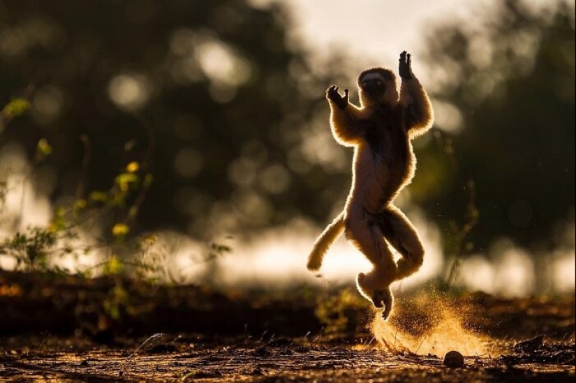 17 increíbles imágenes del fotógrafo de vida salvaje indio Varun Aditya 17 increíbles imágenes del fotógrafo de vida salvaje indio Varun Aditya