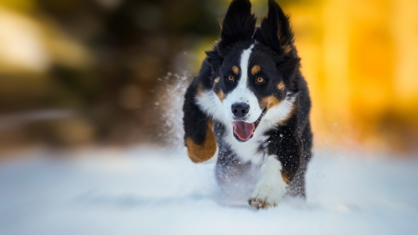 17 lindos gifs de perros que aman mucho la nieve 17 lindos gifs de perros que aman mucho la nieve