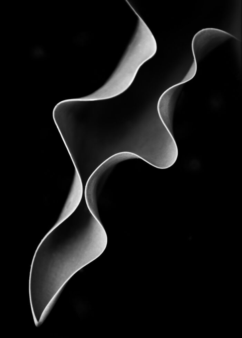 18 Award-Winning Black and White Photos From The Garden Photographer Of The Year 18 Award-Winning Black and White Photos From The Garden Photographer Of The Year