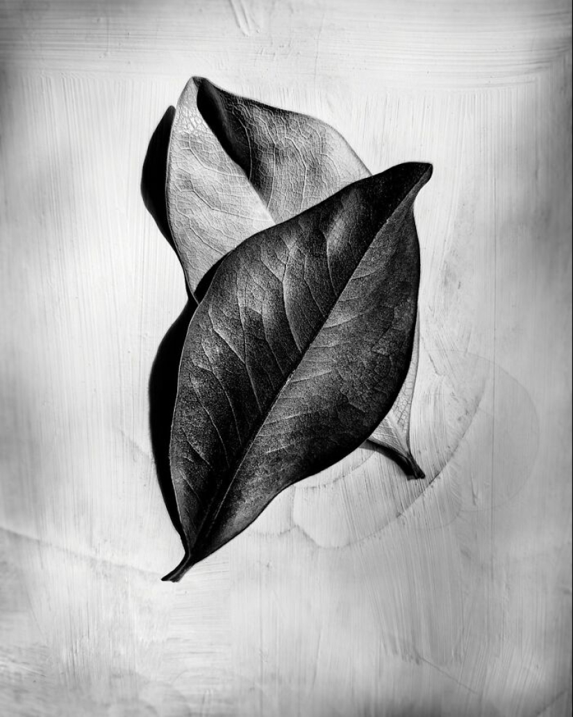 18 fotografías en blanco y negro premiadas del fotógrafo de jardines del año