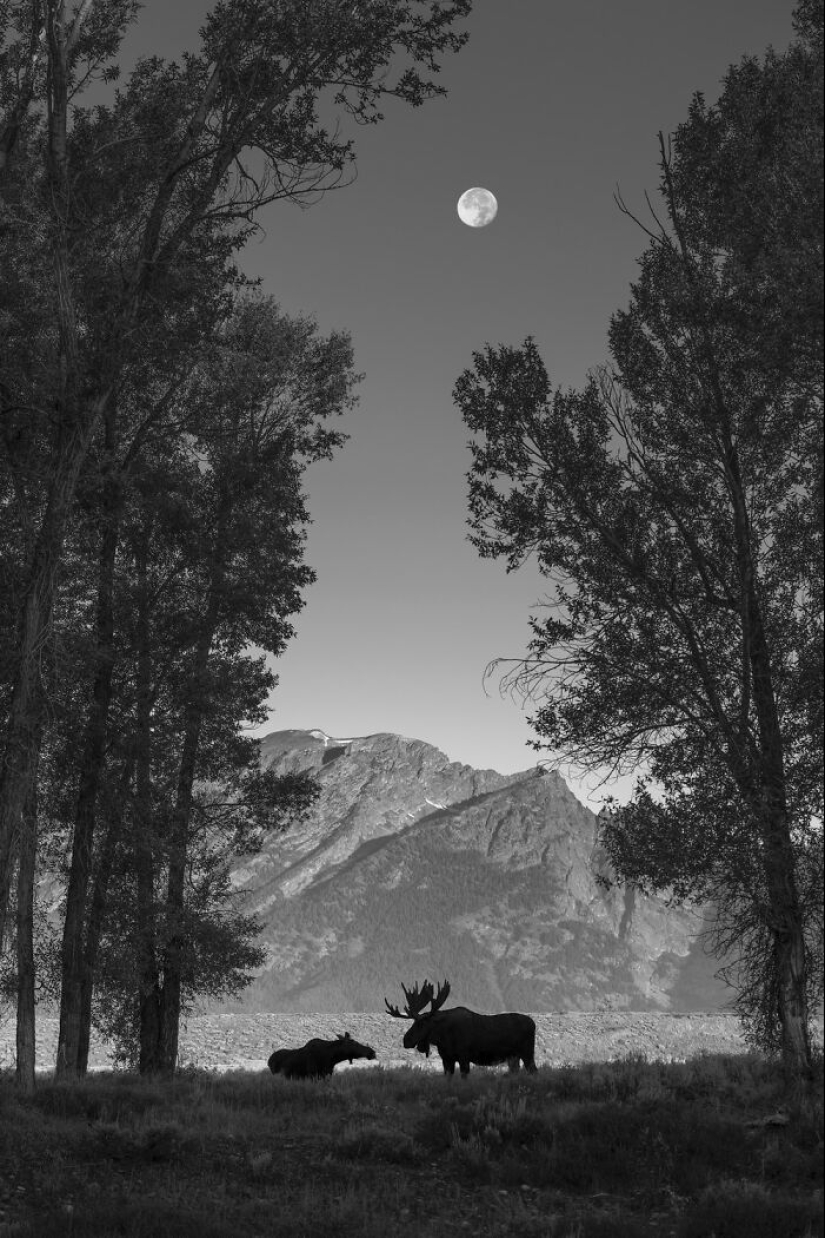 18 fotografías en blanco y negro premiadas del fotógrafo de jardines del año