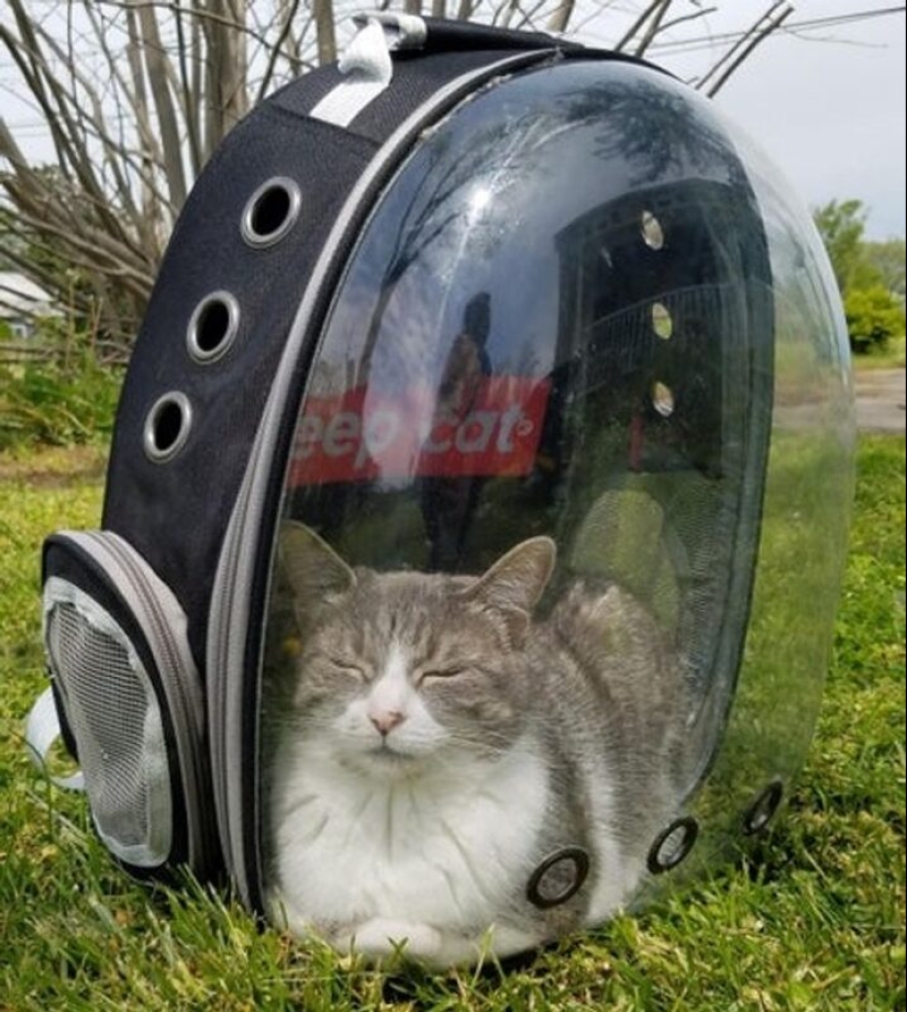 19 amantes de los gatos que saben llevarse bien con sus mascotas 19 amantes de los gatos que saben llevarse bien con sus mascotas