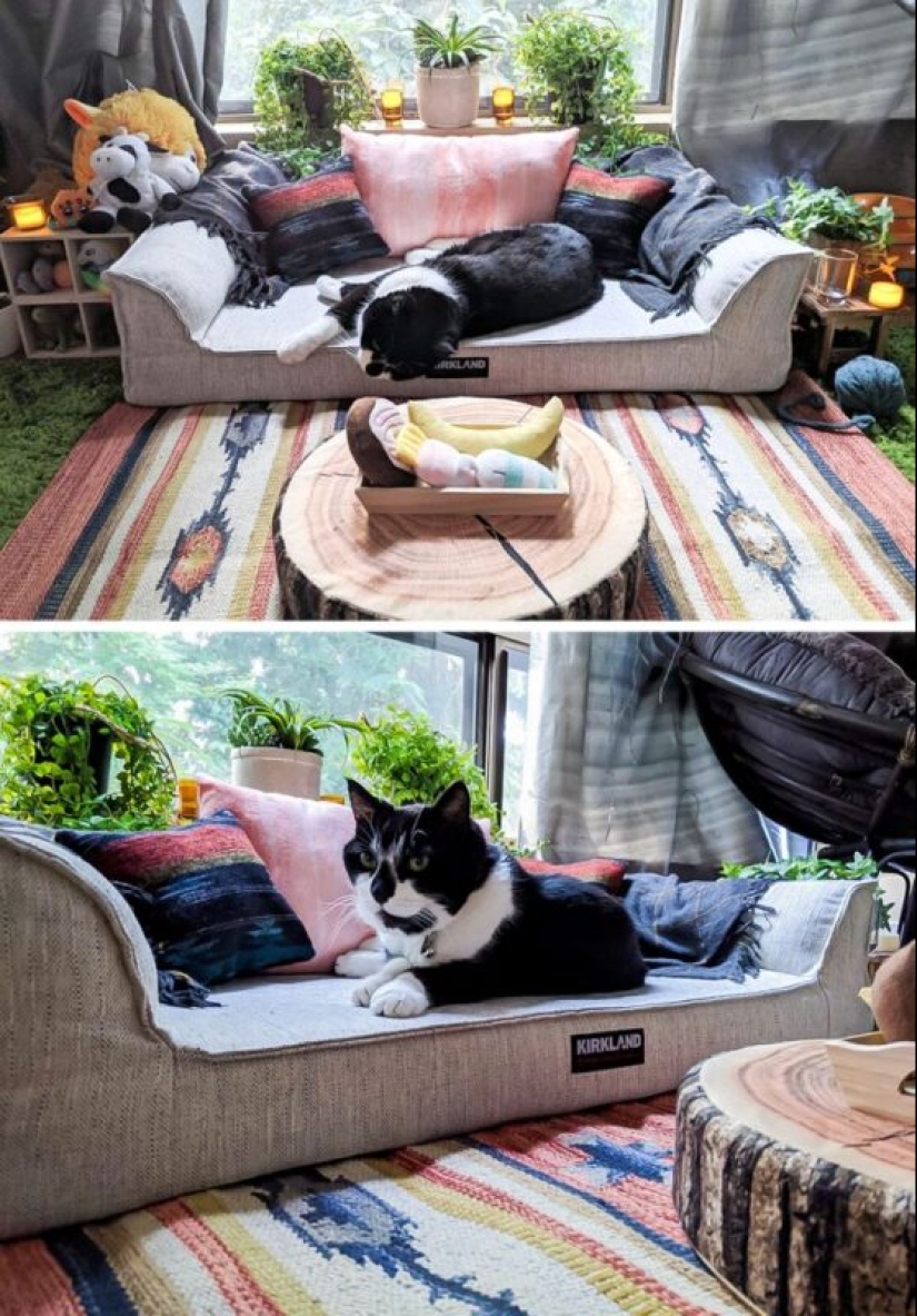 19 amantes de los gatos que saben llevarse bien con sus mascotas 19 amantes de los gatos que saben llevarse bien con sus mascotas