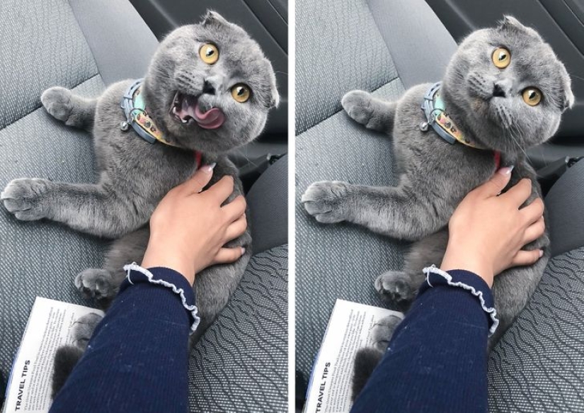 19 amantes de los gatos que saben llevarse bien con sus mascotas 19 amantes de los gatos que saben llevarse bien con sus mascotas