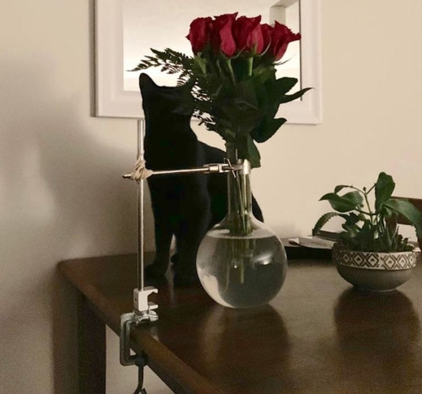 19 amantes de los gatos que saben llevarse bien con sus mascotas 19 amantes de los gatos que saben llevarse bien con sus mascotas