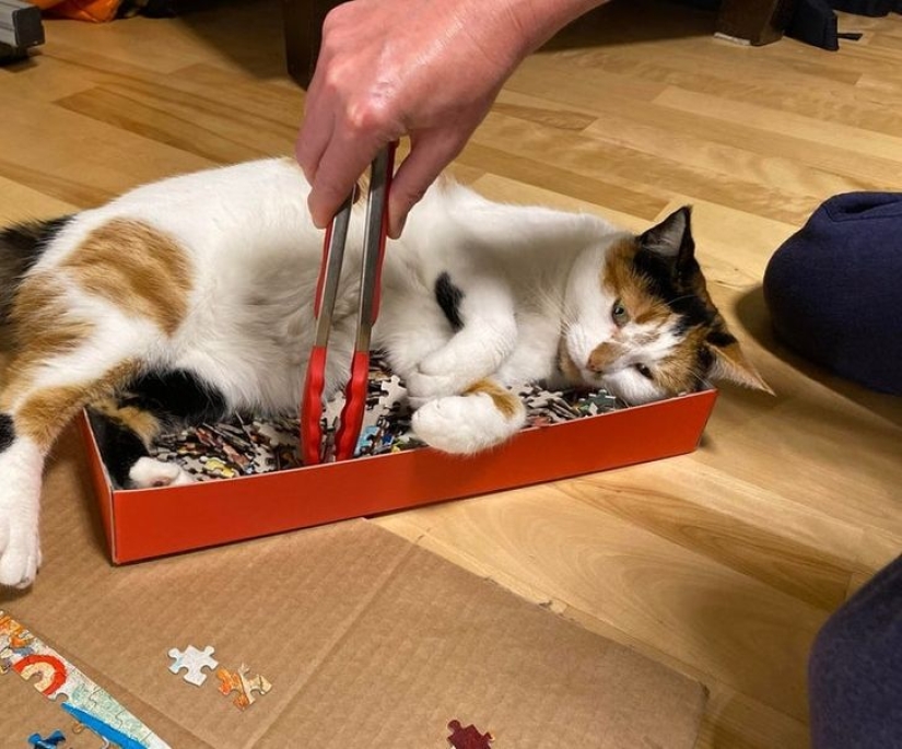 19 cat lovers who know how to get along with their pets