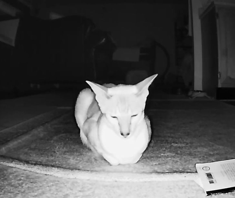 19 cat lovers who know how to get along with their pets