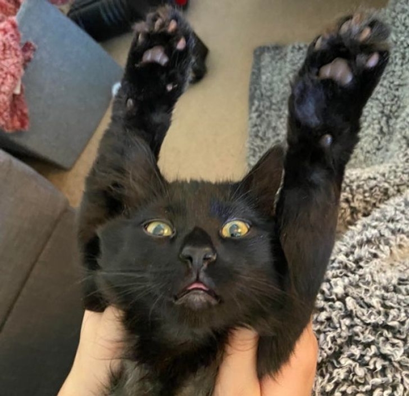 19 cat lovers who know how to get along with their pets