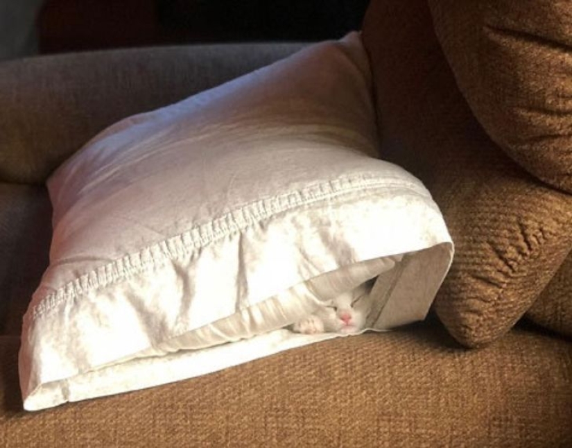 19 cat lovers who know how to get along with their pets
