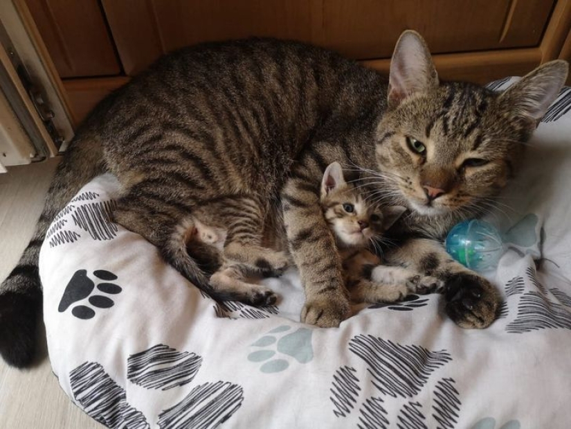 19 cat lovers who know how to get along with their pets