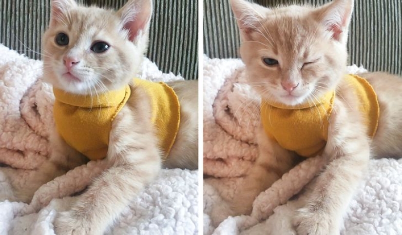 19 cat lovers who know how to get along with their pets