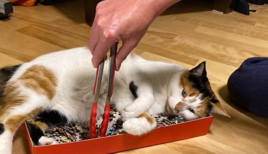 19 cat lovers who know how to get along with their pets