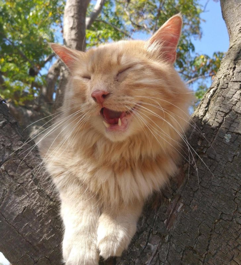 19 cat lovers who know how to get along with their pets