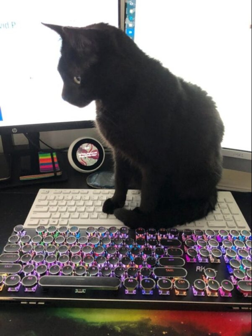 19 cat lovers who know how to get along with their pets