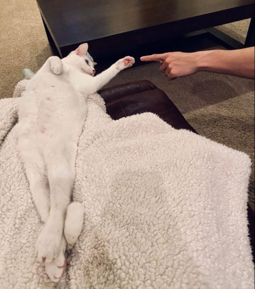 19 cat lovers who know how to get along with their pets