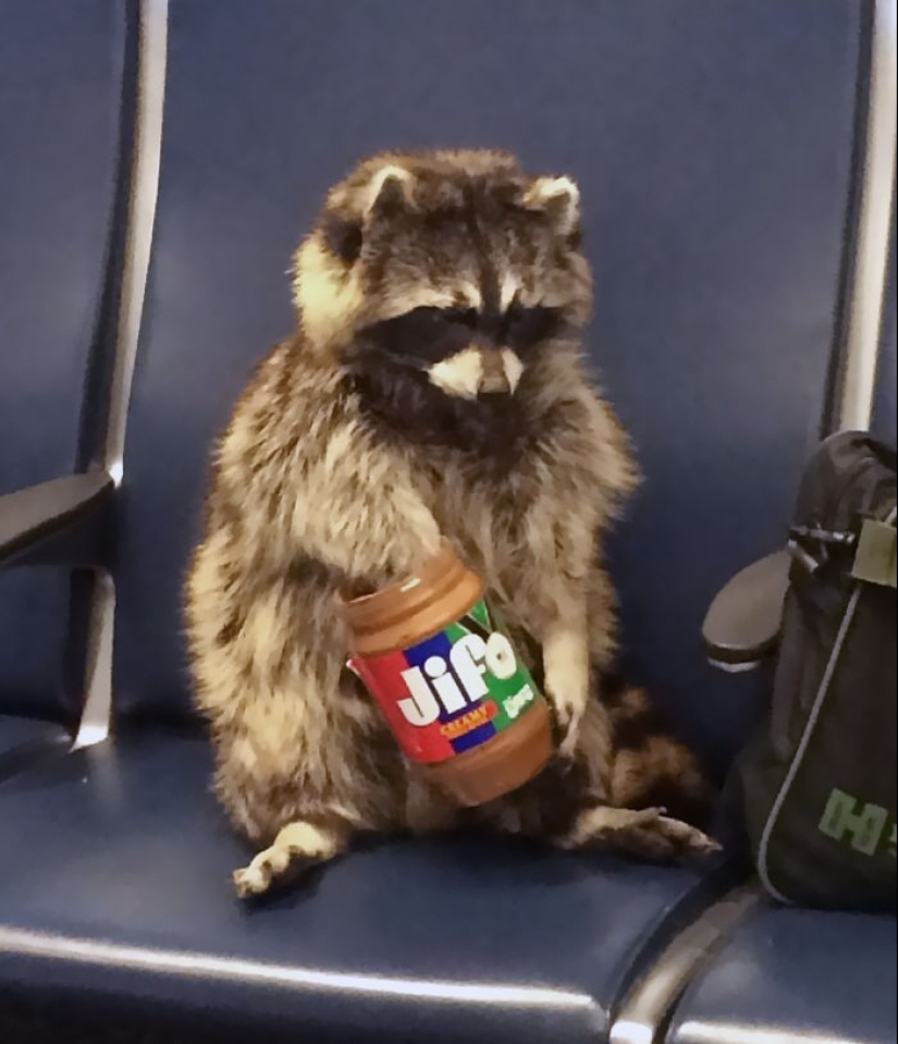 19 de las fotos más divertidas y extrañas tomadas en aeropuertos