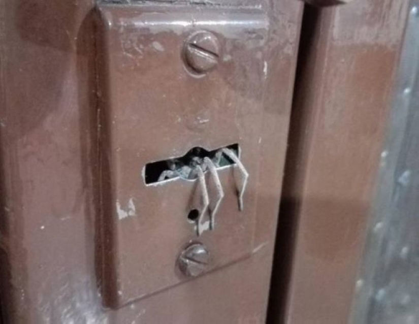 20 foto con una araña enorme, de la que arachnophobe horrorizarse 20 foto con una araña enorme, de la que arachnophobe horrorizarse