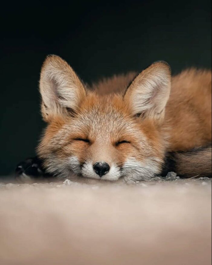 20 fotografías fascinantes que te acercan a la vida salvaje, tomadas por este fotógrafo finlandés 20 fotografías fascinantes que te acercan a la vida salvaje, tomadas por este fotógrafo finlandés