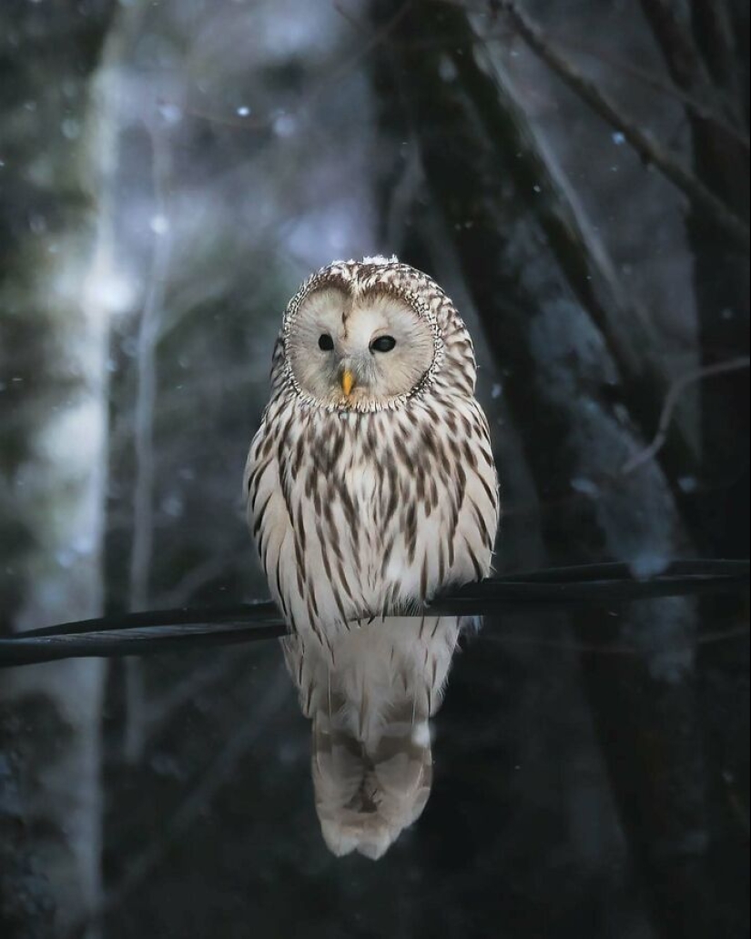 20 fotografías fascinantes que te acercan a la vida salvaje, tomadas por este fotógrafo finlandés 20 fotografías fascinantes que te acercan a la vida salvaje, tomadas por este fotógrafo finlandés