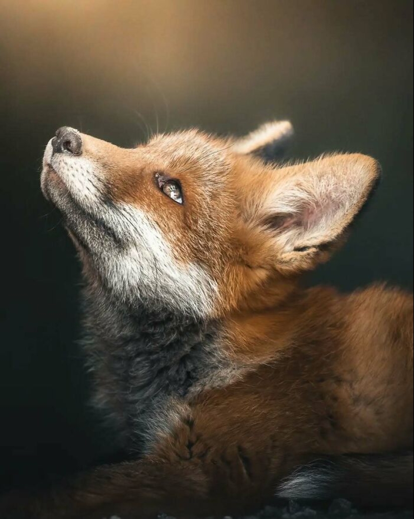 20 fotografías fascinantes que te acercan a la vida salvaje, tomadas por este fotógrafo finlandés 20 fotografías fascinantes que te acercan a la vida salvaje, tomadas por este fotógrafo finlandés