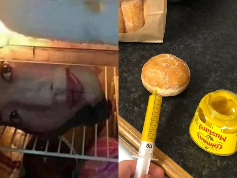 20 fotos demostrando que los gatos no están diseñados para el invierno 20 fotos demostrando que los gatos no están diseñados para el invierno